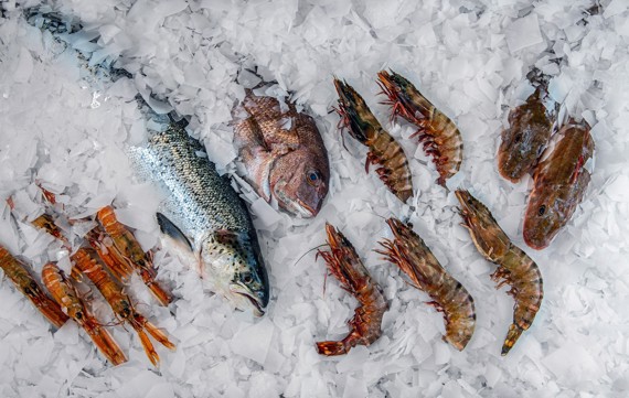 Fisch und Meeresfrüchte auf MAJA Scherbeneis