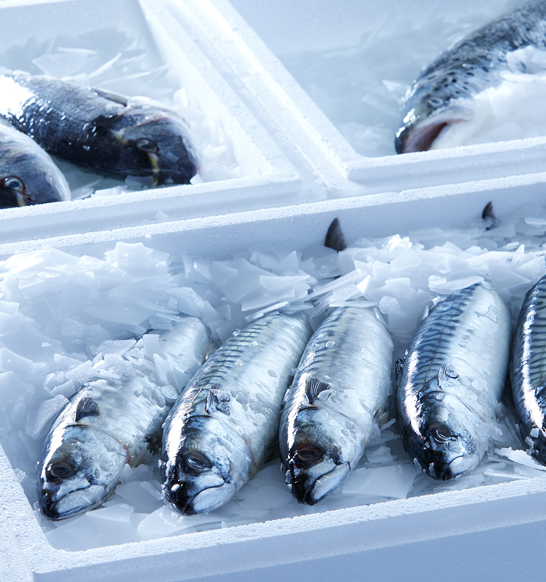 Fishes In Box With Flake Ice
