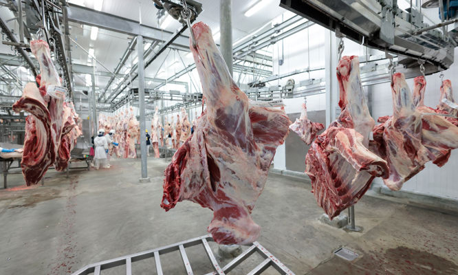 Primary processing equipment for beef