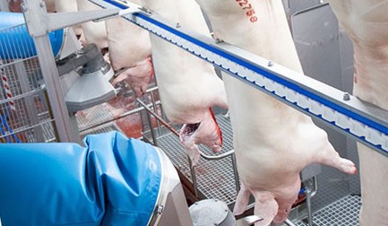 When the time is right – automation in hog slaughter has become a 'must'