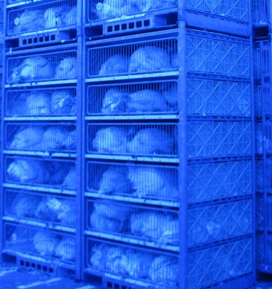 gp-turkey-container-supply-system-poultry.jpg