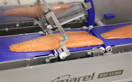Salmon Slicer MSC 55 MA