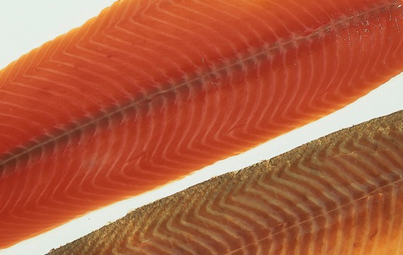 Deep-skinned salmon fillet