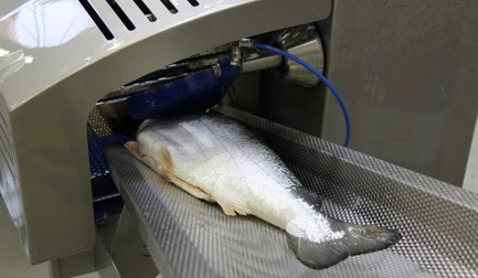 Переработка лосося — рост интеллектуальных технологий