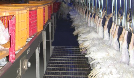 Системы доставки живой птицы в ящиках