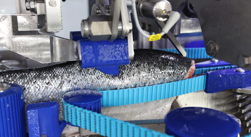 MS2750 Salmon Filleting Machine Cutting