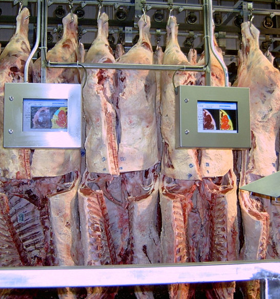 Beef Carcass Grading Process