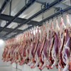 Transportation and cooling of Beef carcasses