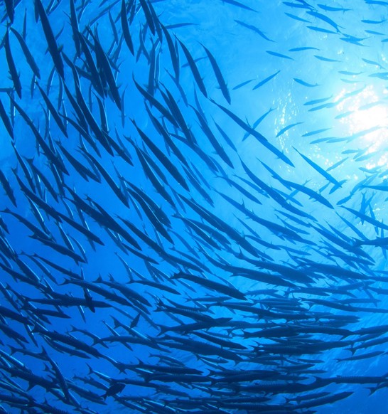 Fish swimming in blue ocean
