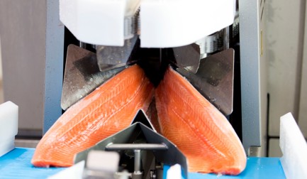 Salmon Fillet Process Solution
