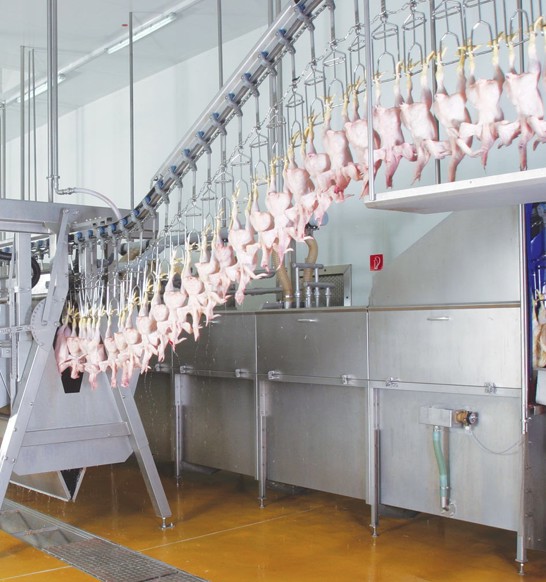Killing and defeathering broiler