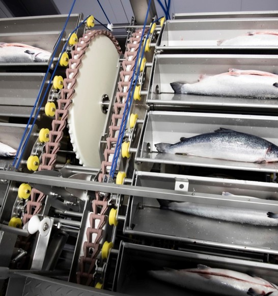 Primary processing salmon