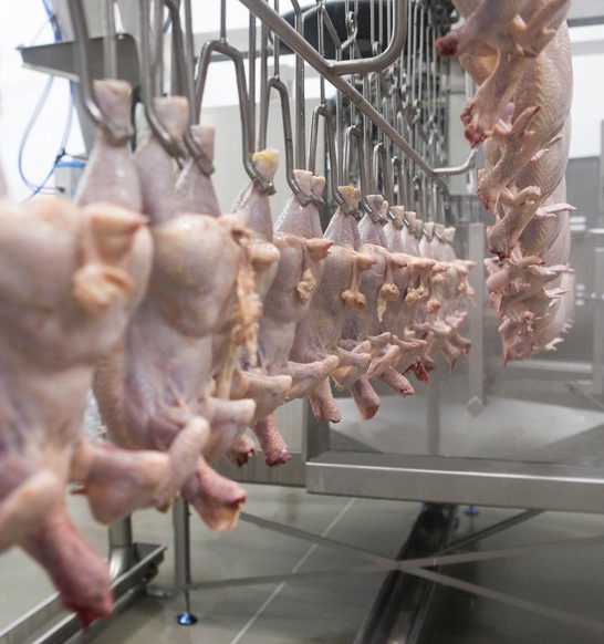 Evisceration and giblet processing