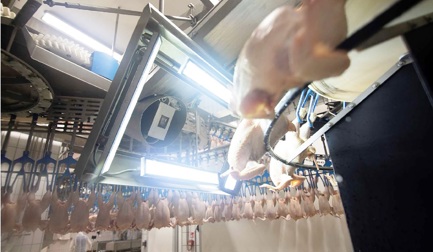 5 questions about vision grading in poultry processing