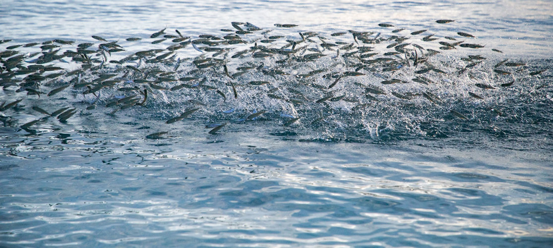 Fish Traceability Sea