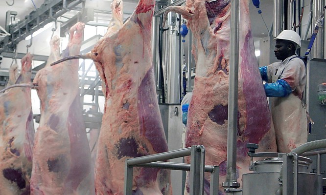 Primary Processing equipment for Beef