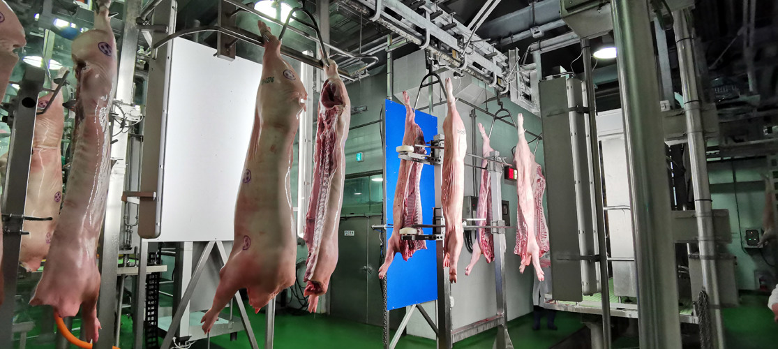 Pork Carcass Grading