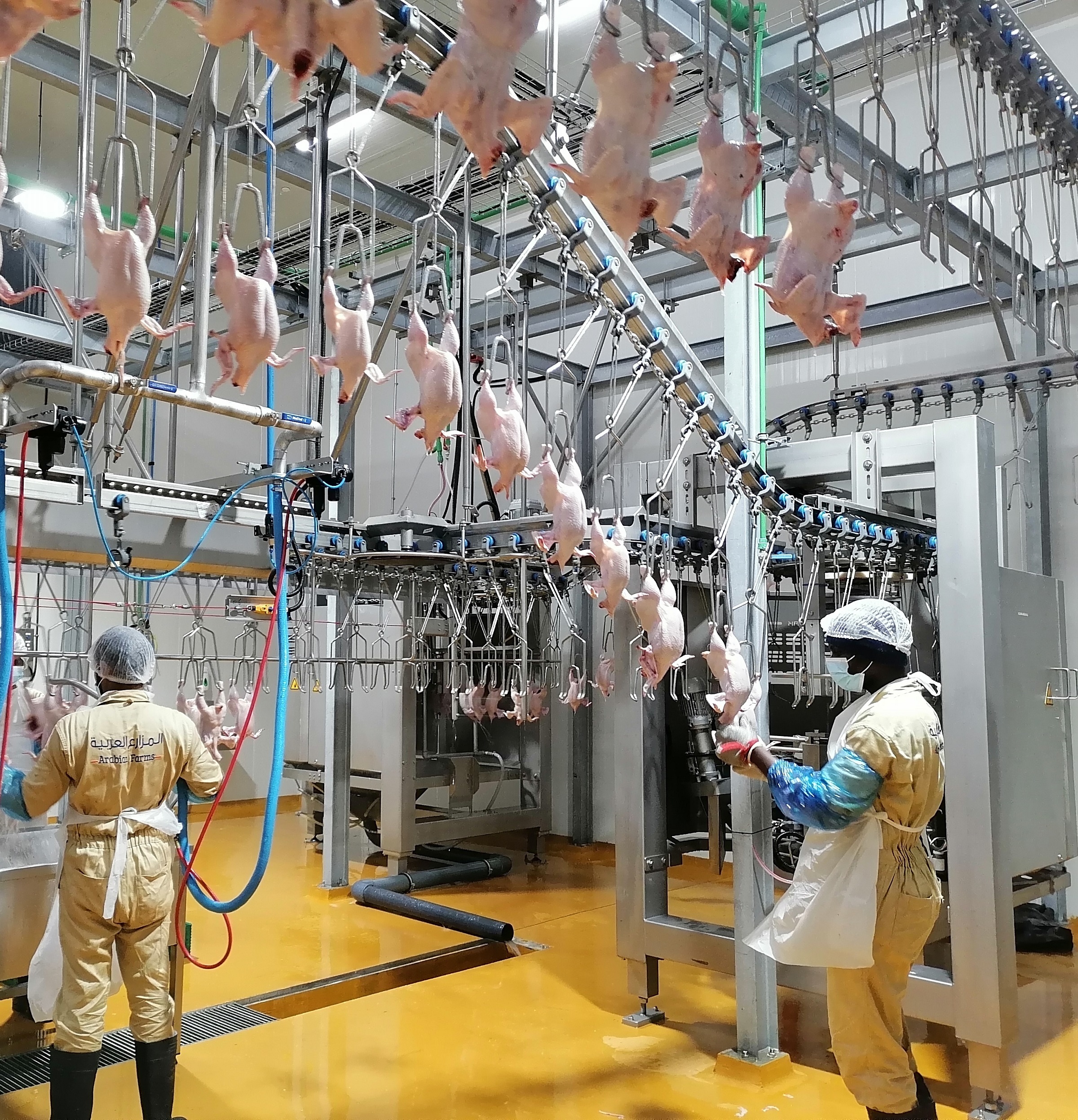 Arabian Farms Evisceration