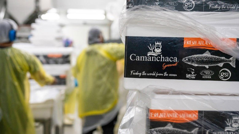 Camanchaca Packing Salmon