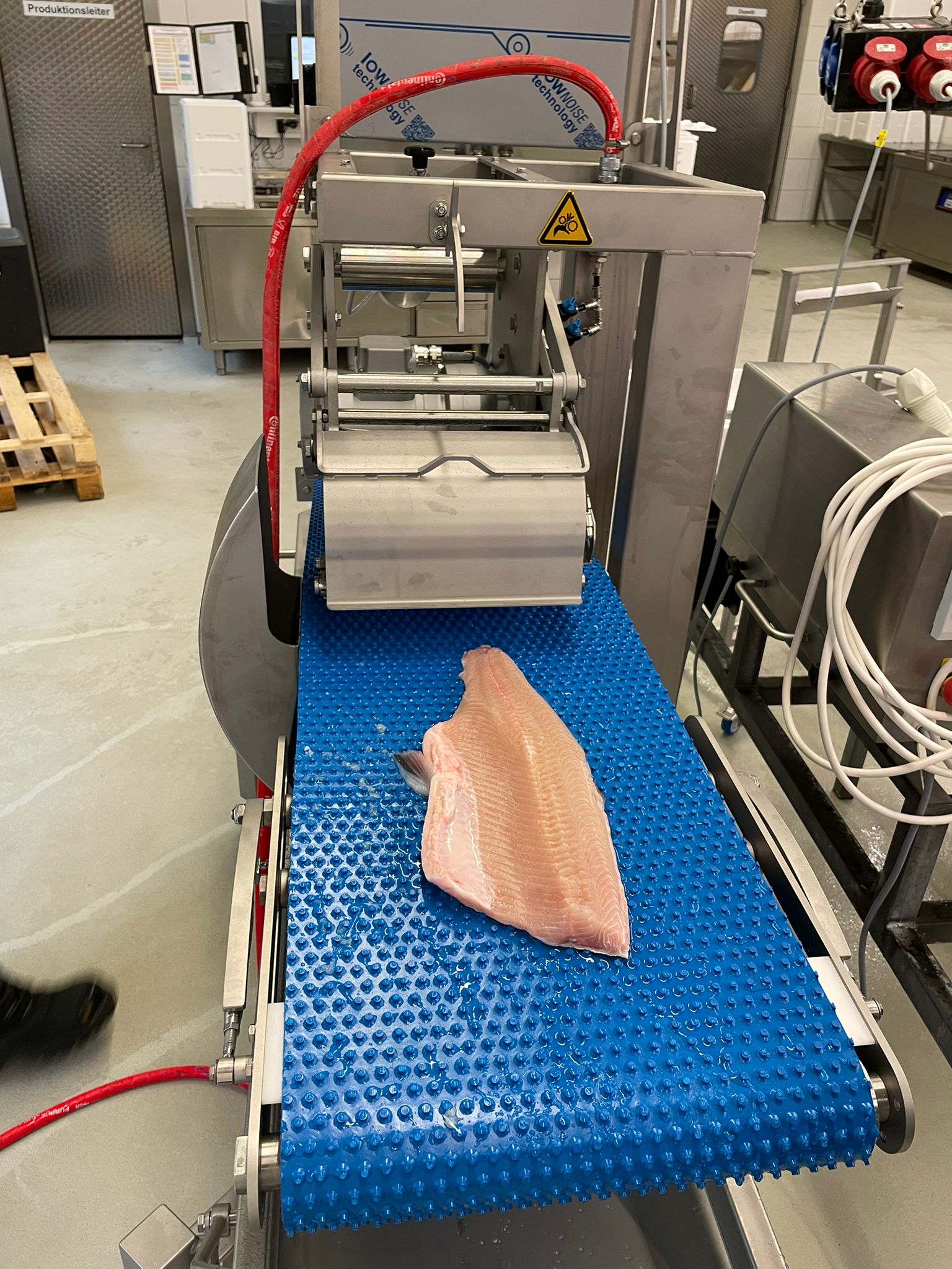 Processed fish on conveyor belt