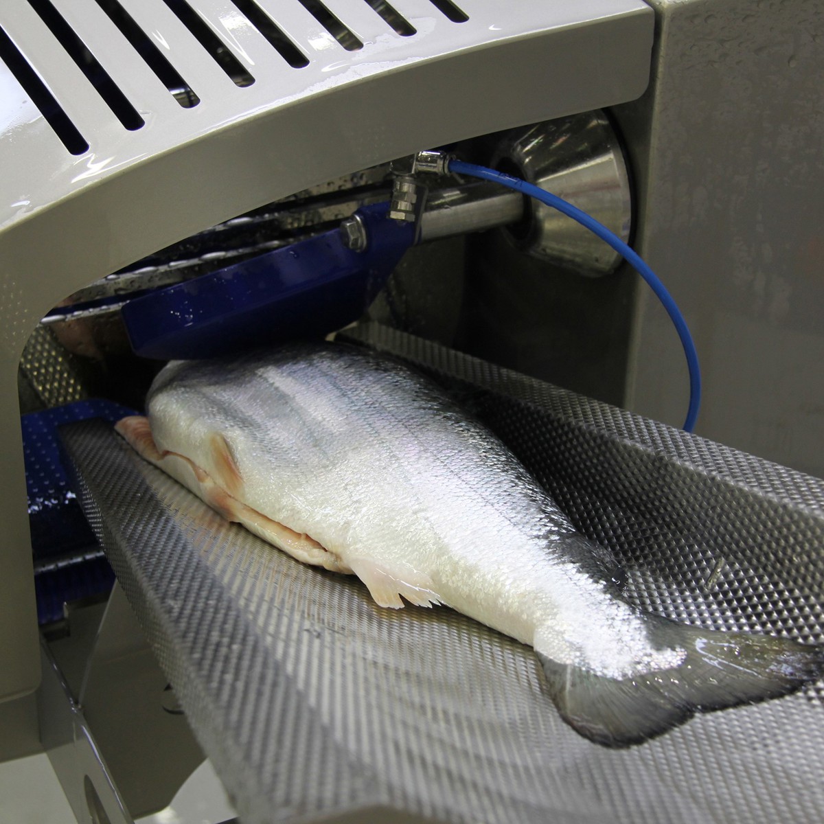 Salmon processing just got smarter | Marel