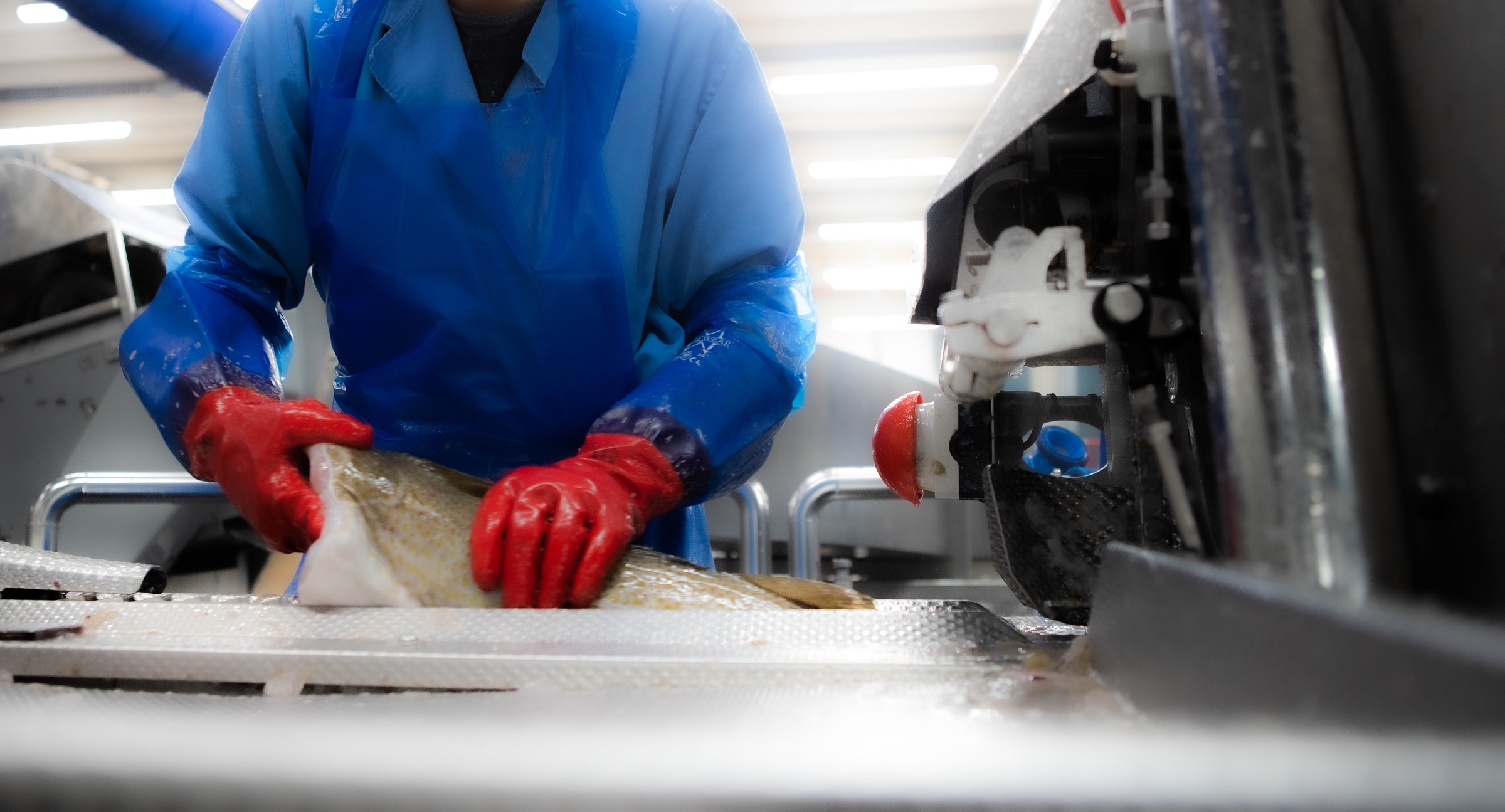 Dynamic filleting expands fish processing capabilities