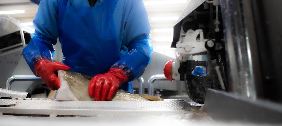 Operator Feeds Fish Into Curio Filleting Platform