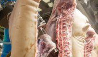 Pig / pork