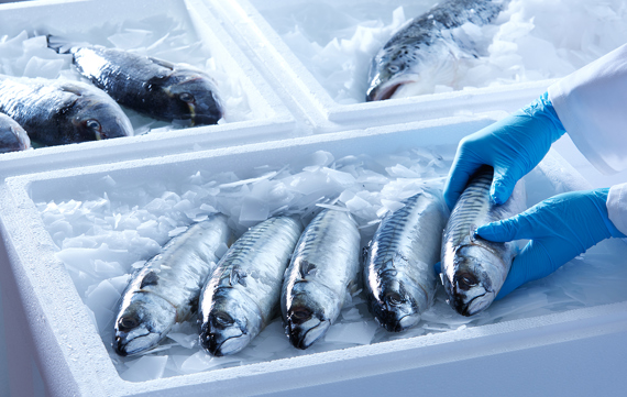 Glace écailles transport poisson