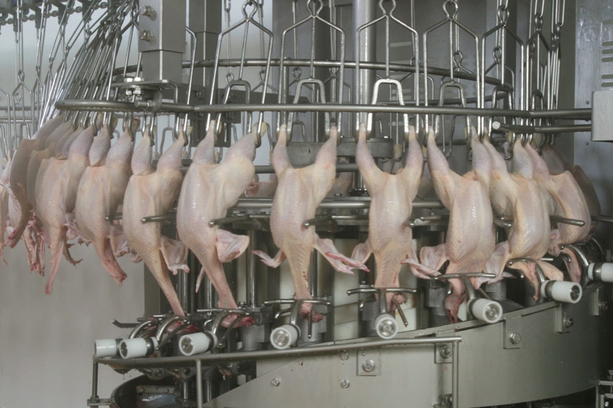 neck-cracker-n-20-rs-poultry.jpg