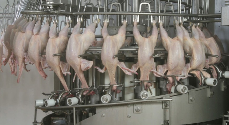 neck-cracker-n-20-rs-poultry.jpg