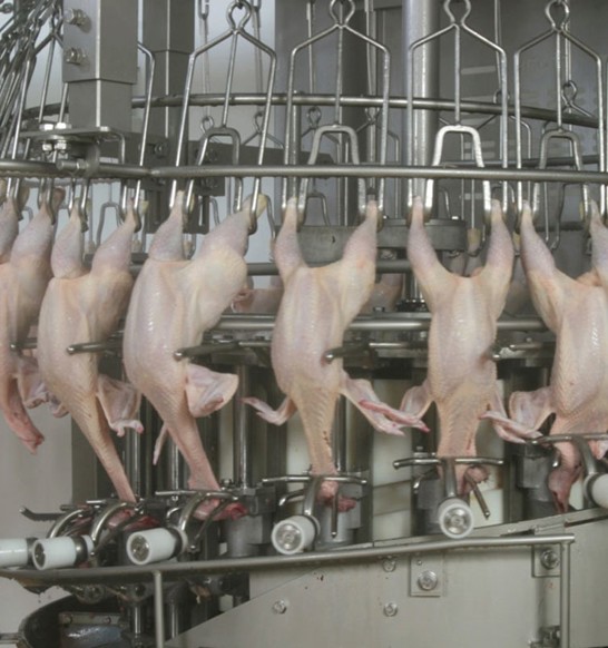 neck-cracker-n-20-rs-poultry.jpg