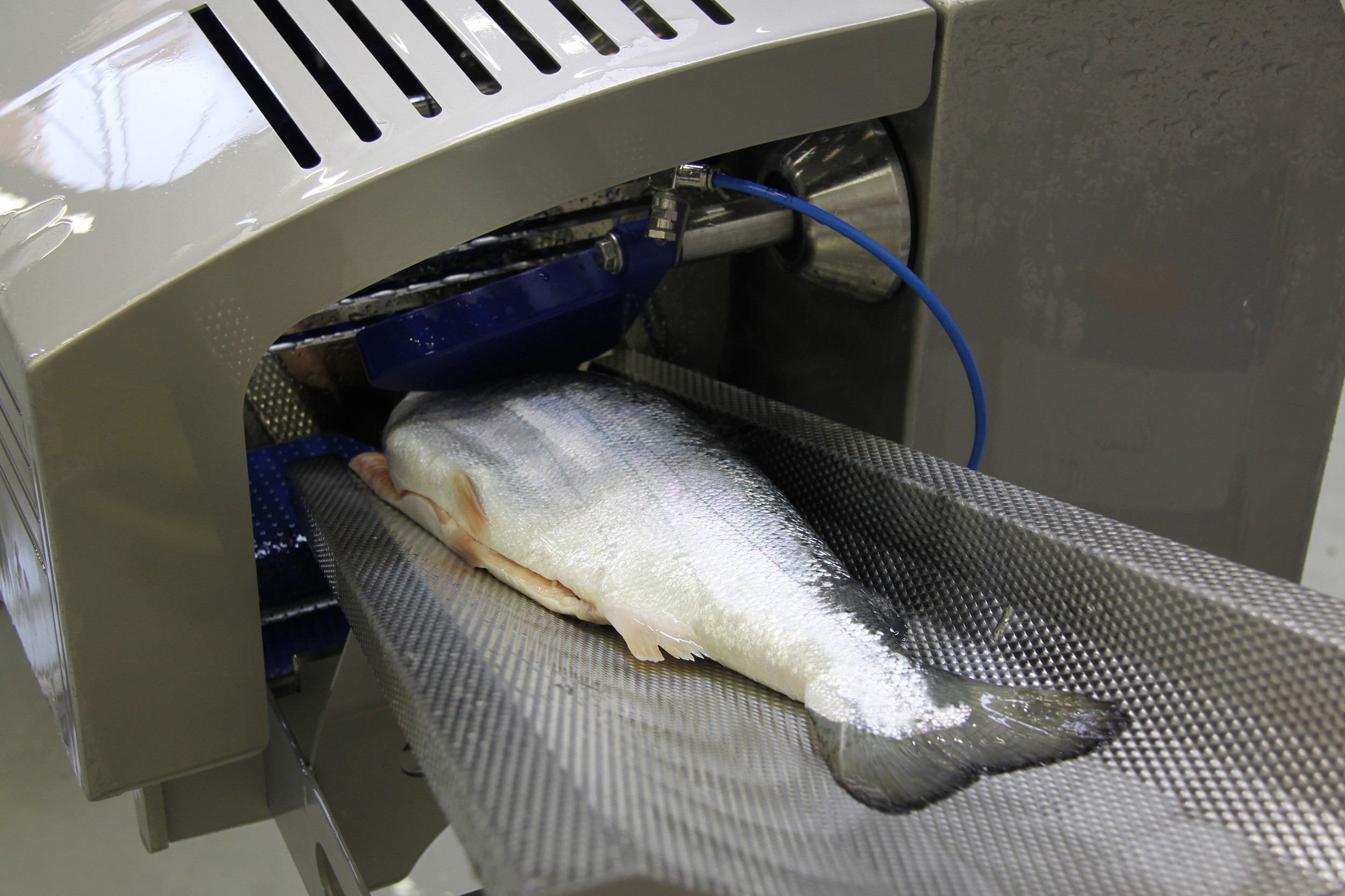 Переработка лосося — рост интеллектуальных технологий