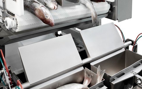 At the forefront of fish processing