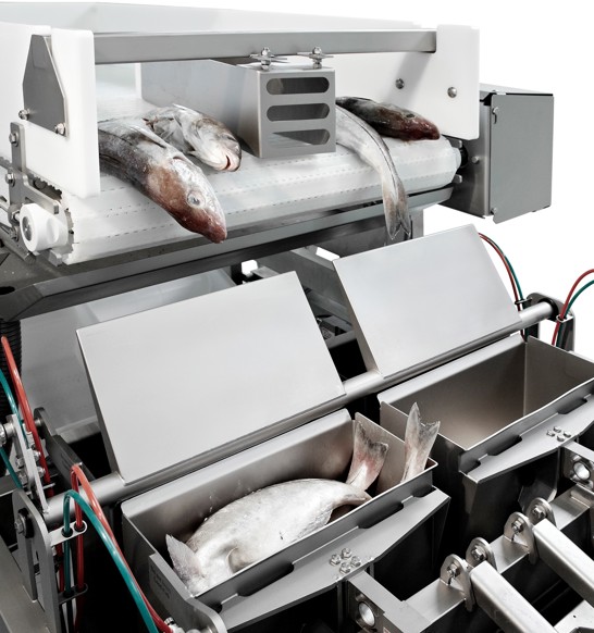 Fish processing systems and solutions