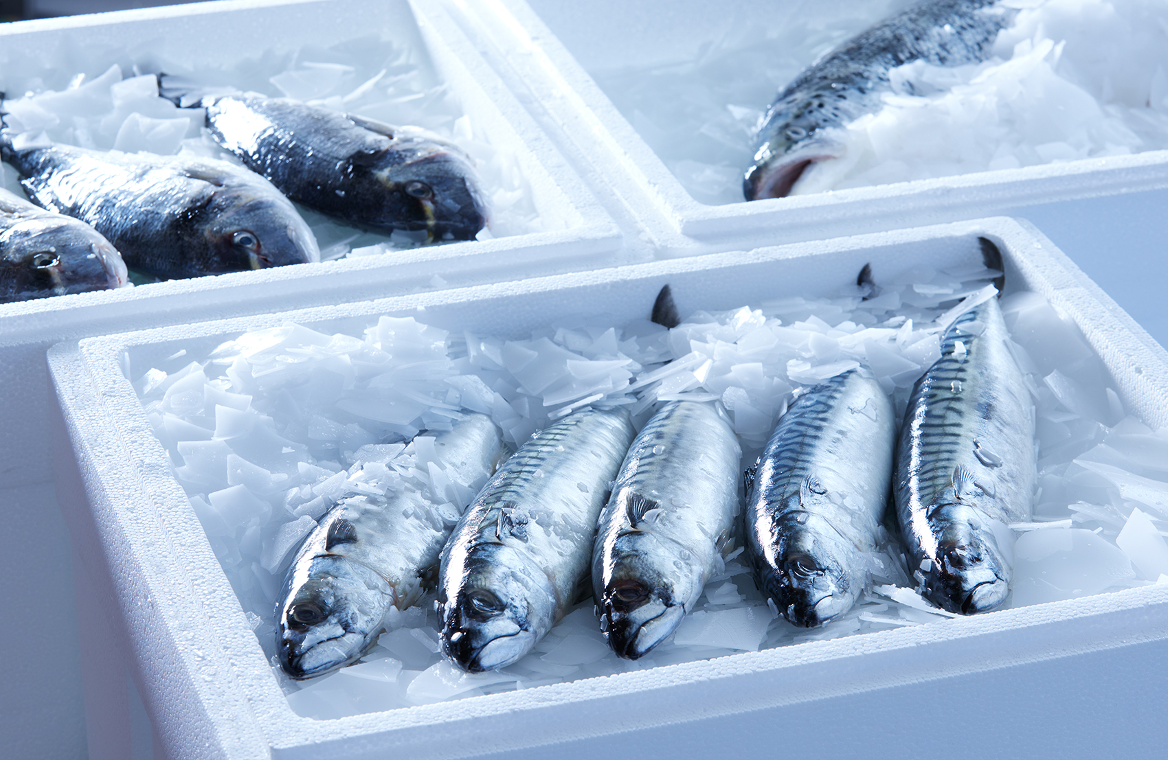 Fishes In Box With Flake Ice