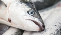Salmon