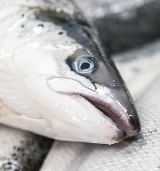Morrisons 2014061 Salmon