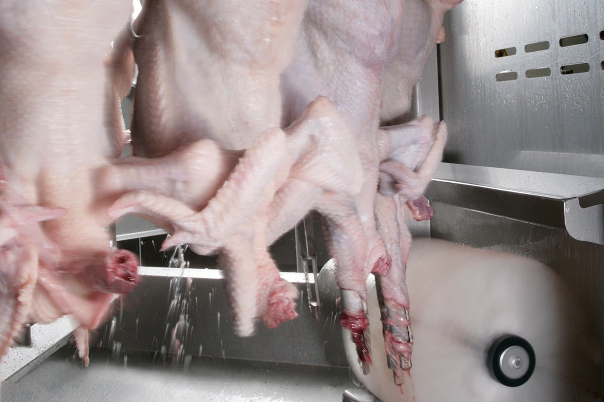neck-inspection-machine-poultry.jpg