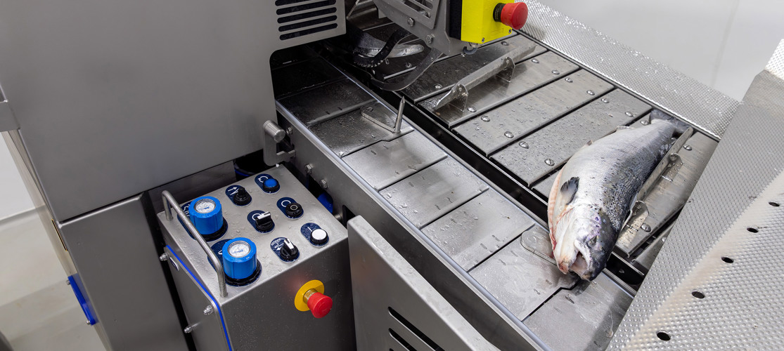 Salmon Deheader MS 3028 Infeed