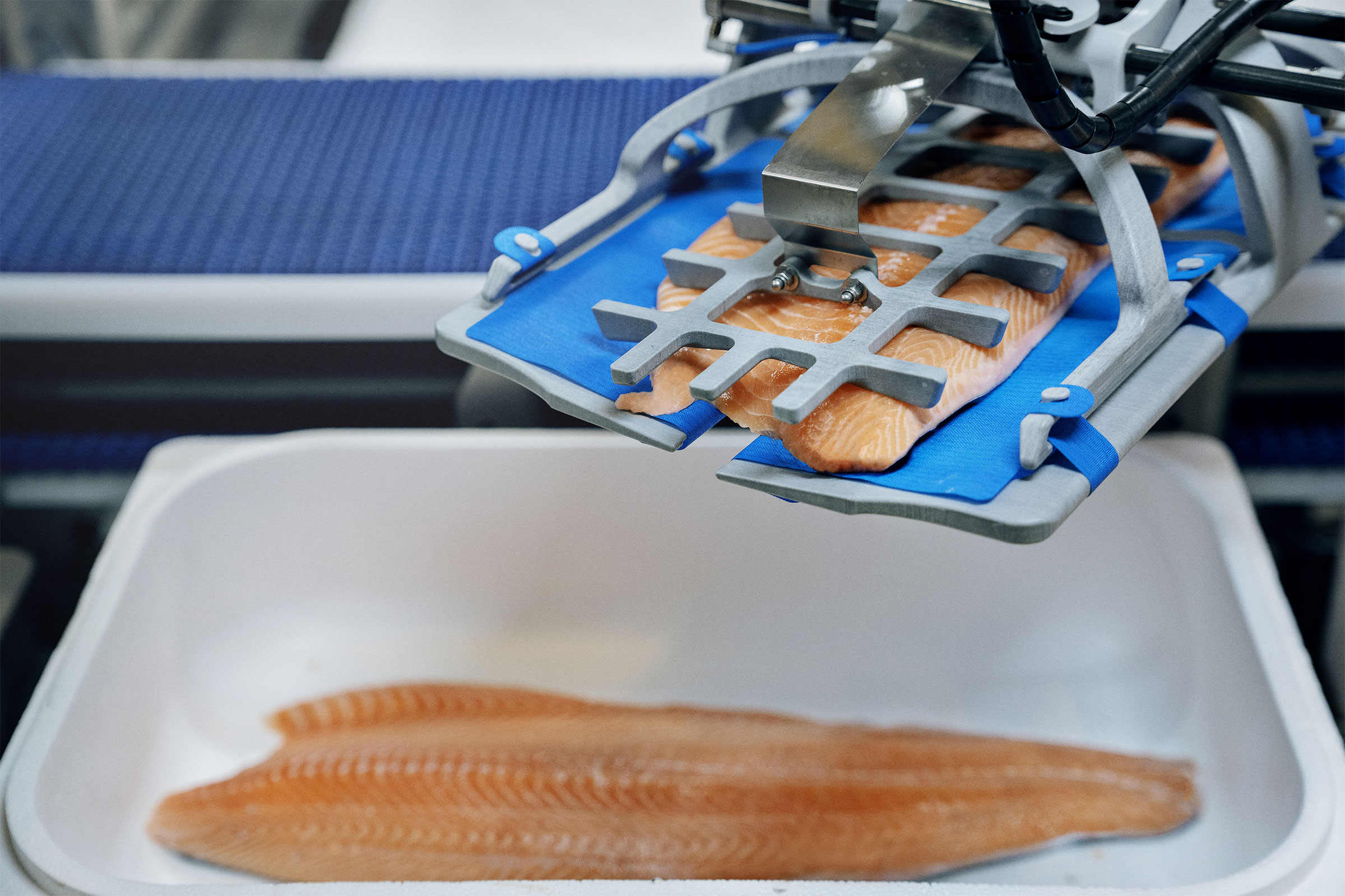 Marel’s new RoboBatcher Box is the world’s leading intelligent robotic solution for fish packing 