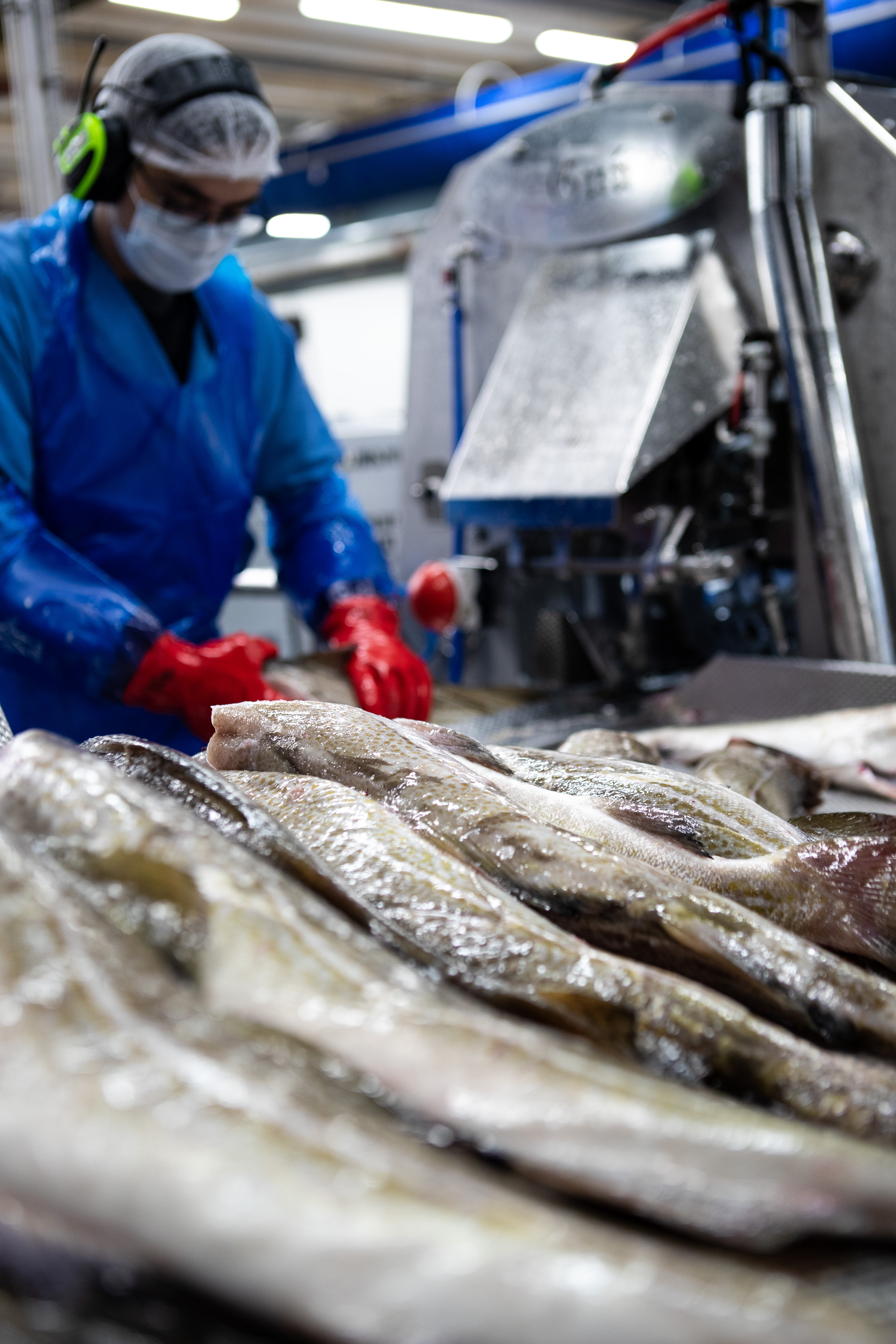 Operator feeds fish into Curio Heading machine