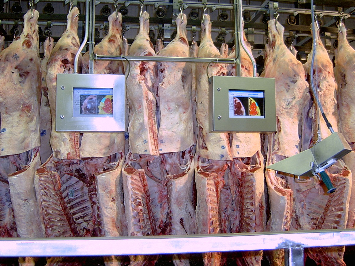 Beef Carcass Grading Process