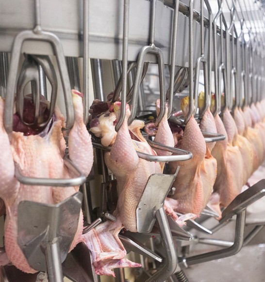 Evisceration solutions for the poultry processing industry | Marel Evisceration solutions for the poultry processing industry | Marel
