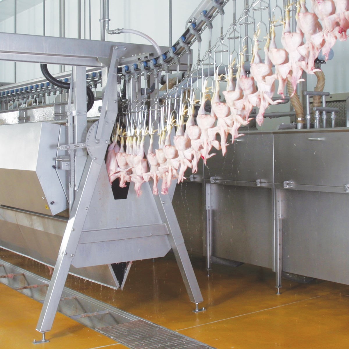 Defeathering (plucking) solutions for the poultry processing industry ...