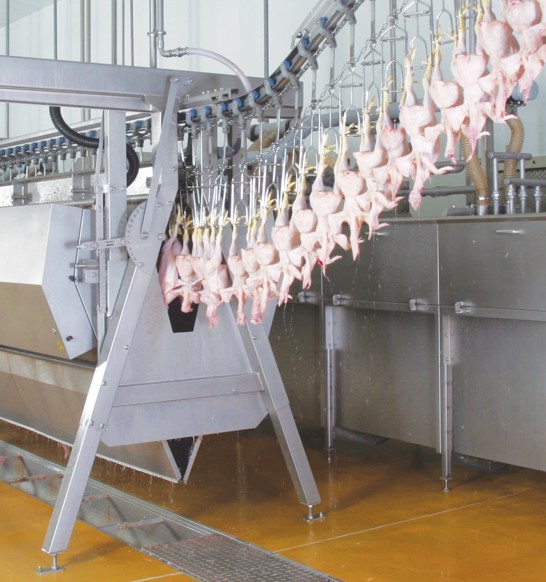 defeathering-broiler.jpg