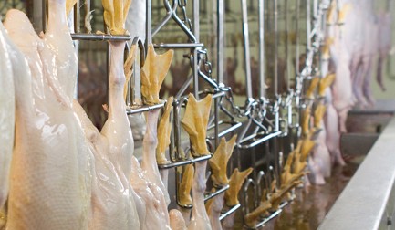 Donstar: top class high speed duck processing