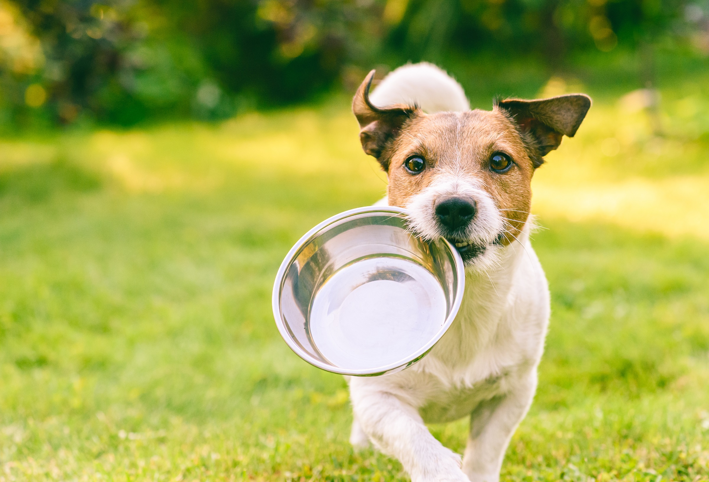 Looking ahead: the pet nutrition industry prepares for 2023