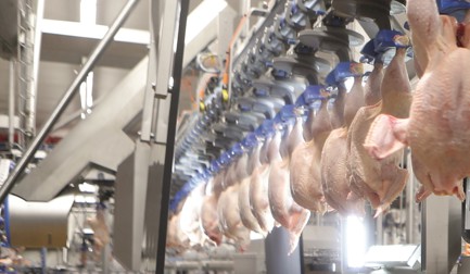 How to combat labor shortage in the cut-up process?