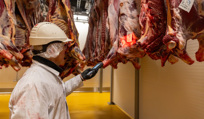 Cattle / beef